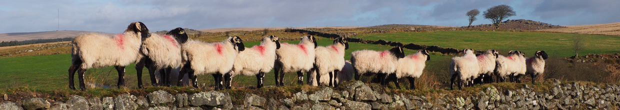 Sheep near Gutter Mire