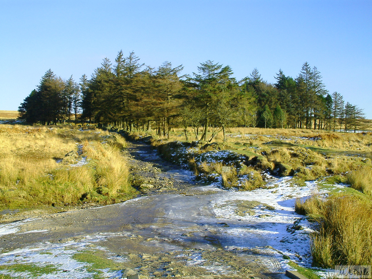 Across Gutter Mire to Ditsworthy Camp (in the woods) and Ditsworthy Warren