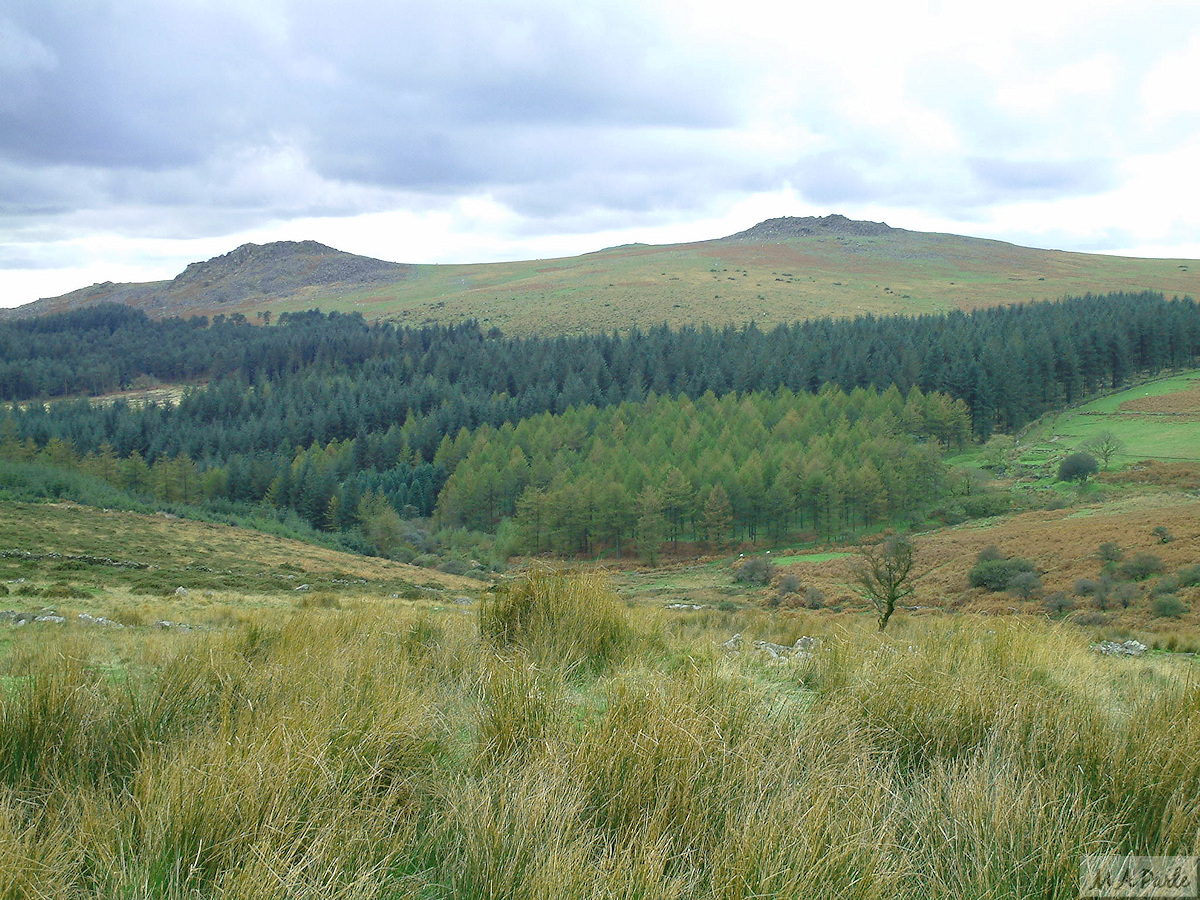 View across the Meavy valley and Stanlake Plantation to Leather Tor and Sharpitor