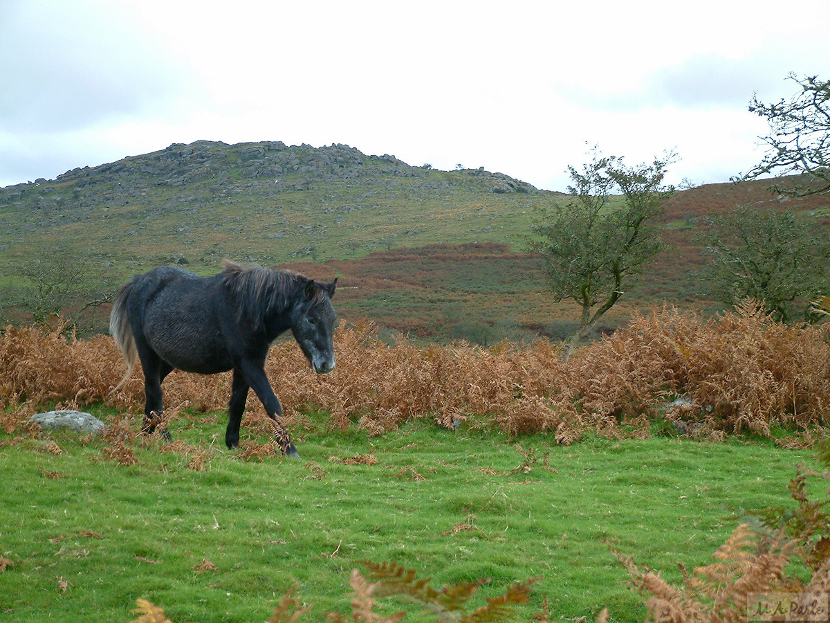 The northern slopes of Down Tor