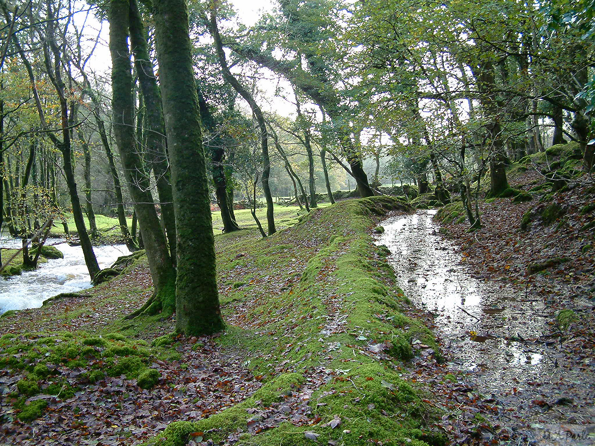 River Meavy and Meavy Mill Leat