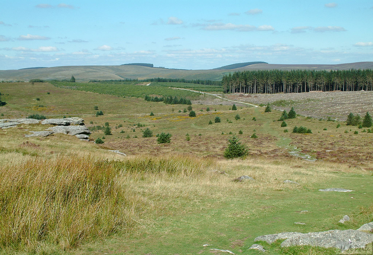 View north from Bellever Tor