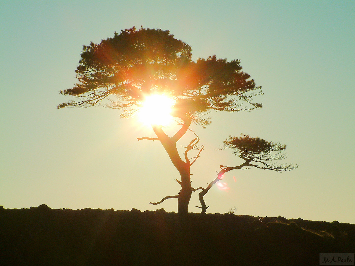 A solitary tree survives on the clay pits boundary wall