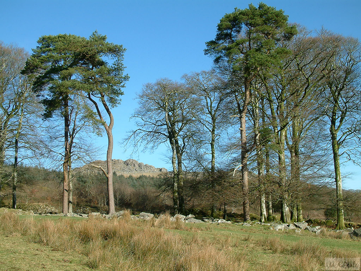 Leather Tor through the trees, on the path between Peekhill and Crofts Plantations