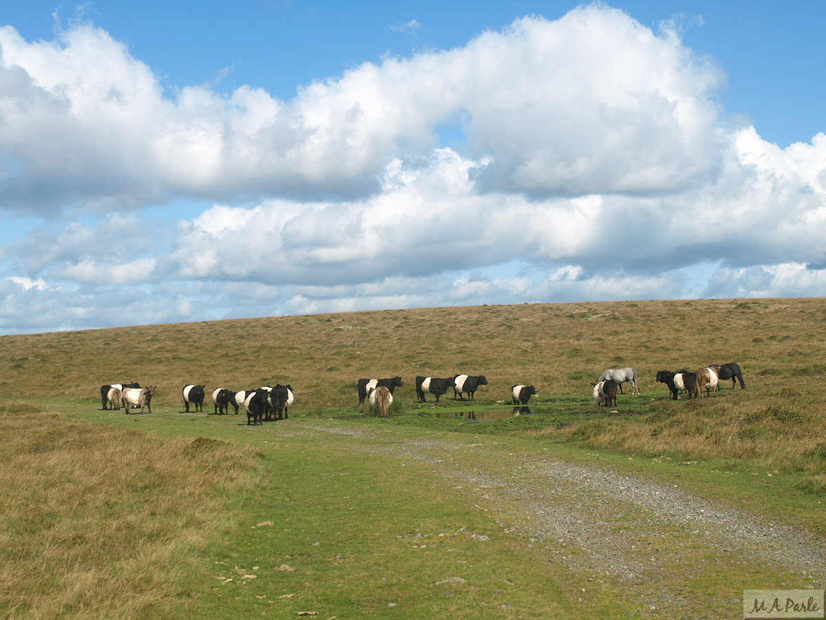 Cattle on the tramway