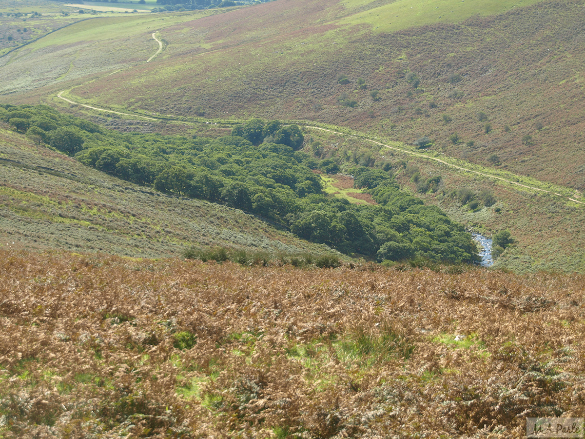 Erme valley and Piles Copse