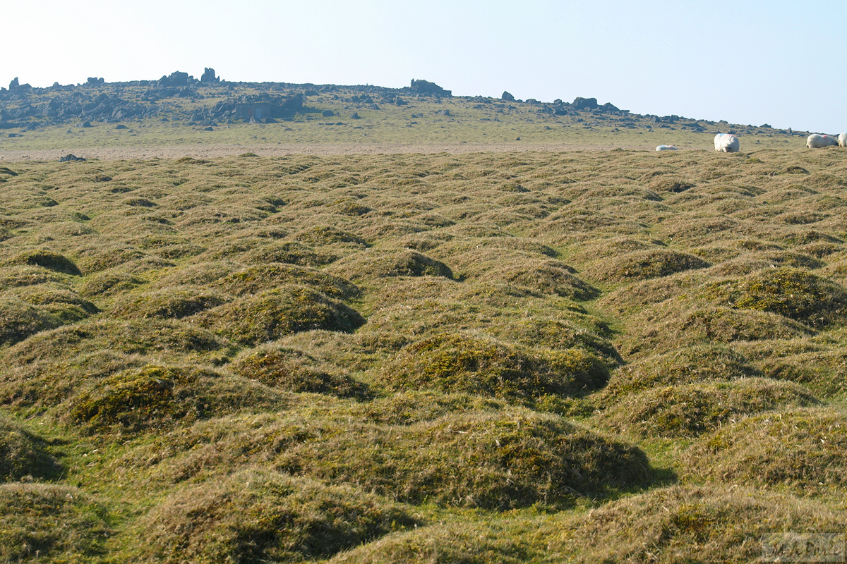 Molehills below White Tor