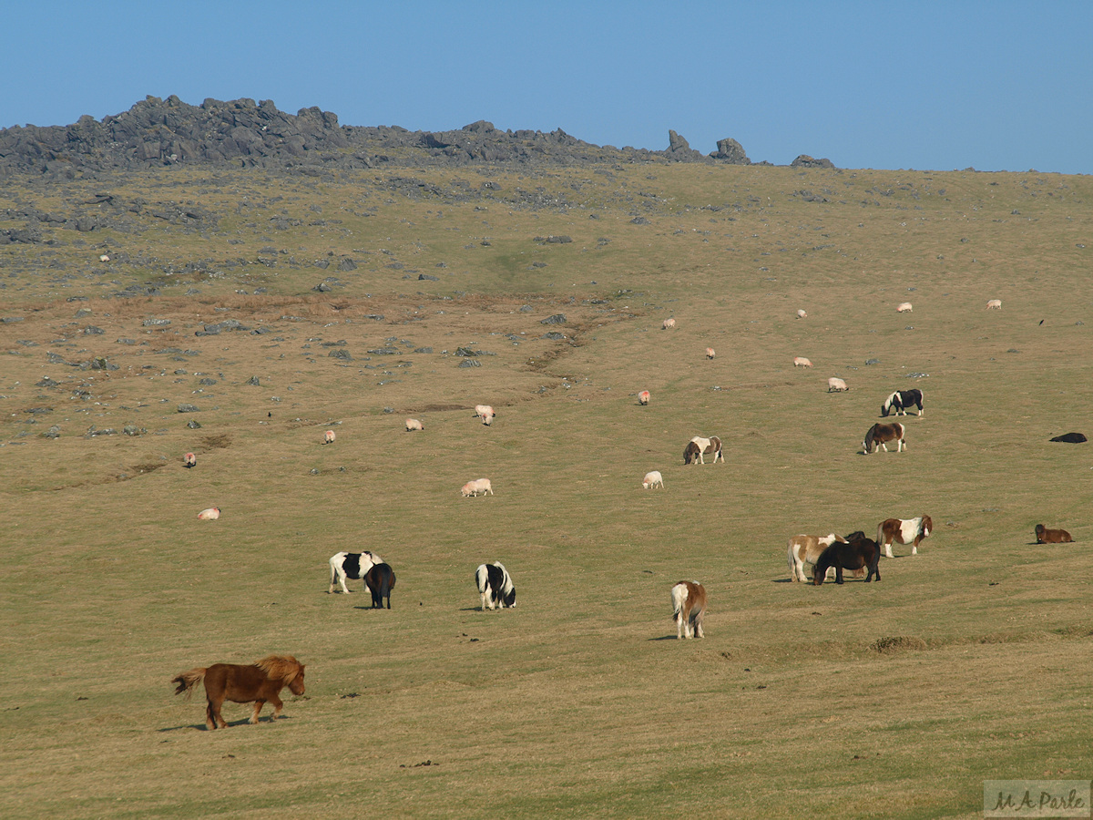 Grazing on Langstone Moor