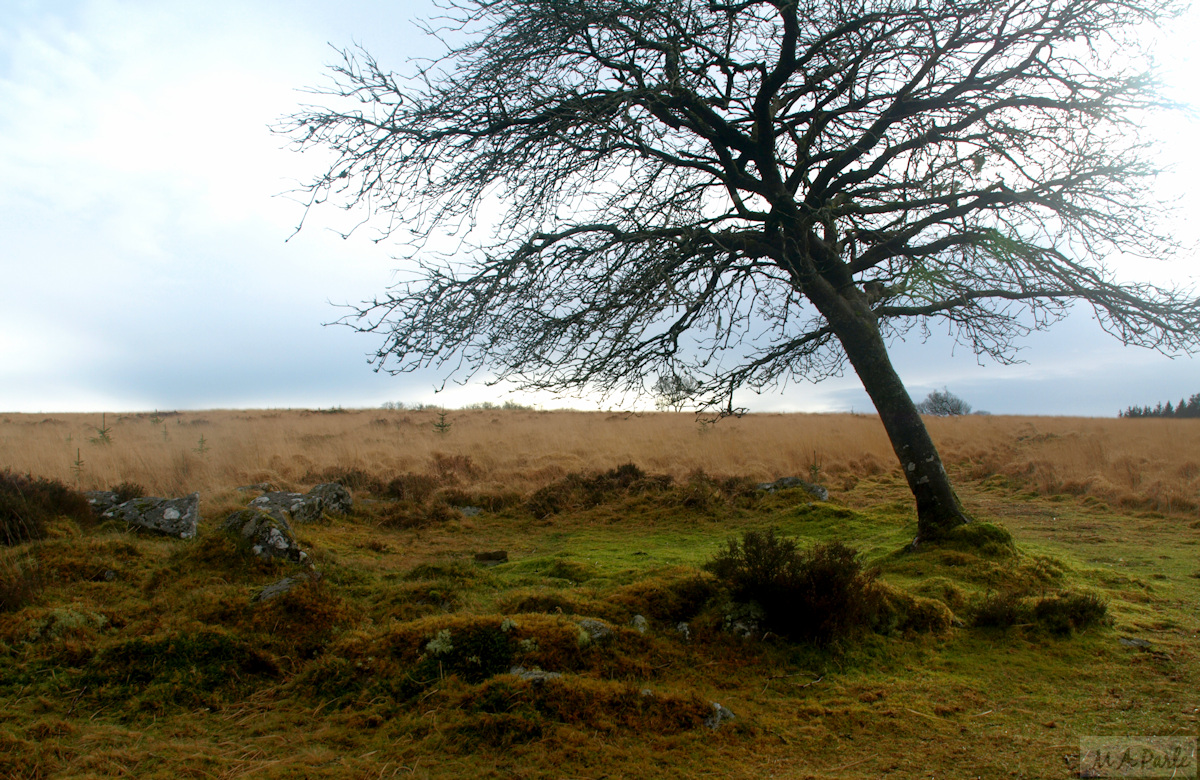 A stone circle on Lakehead Hill, a clearing within Bellever Forest