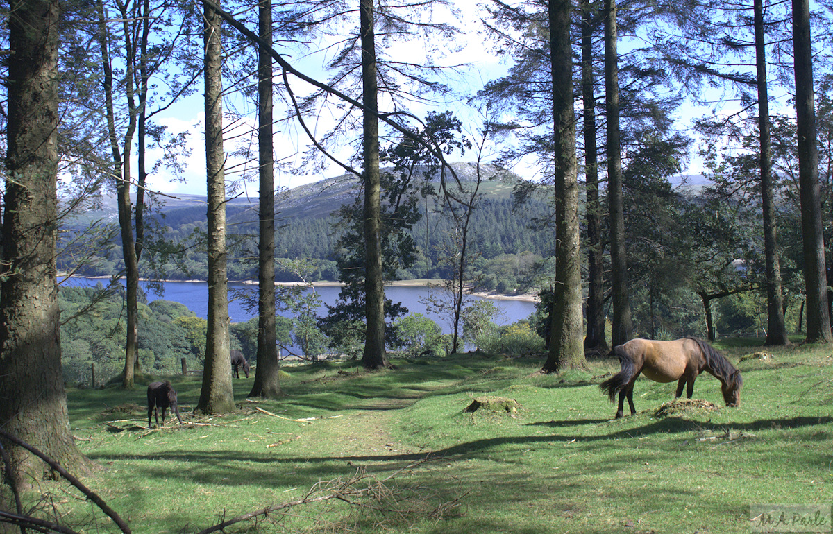 Burrator Reservoir