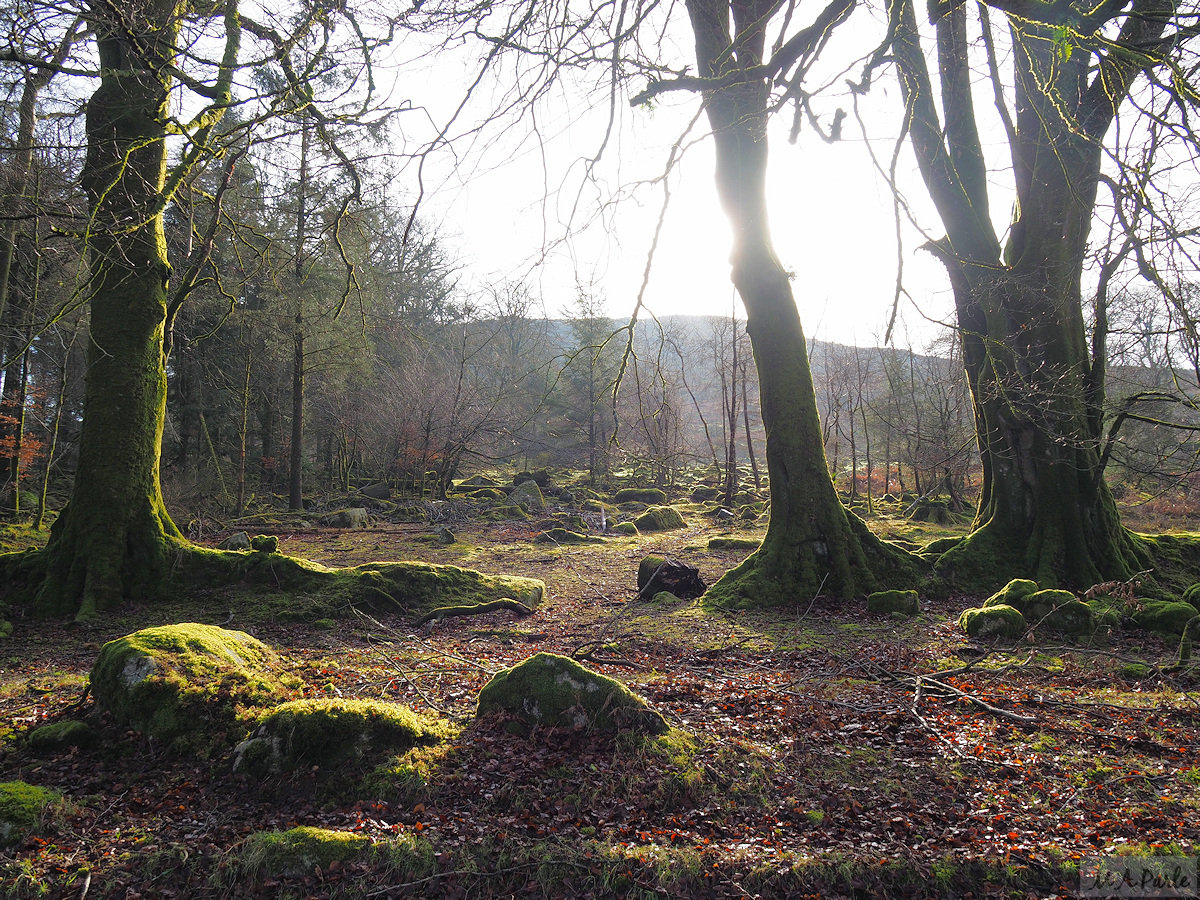 Trees near Burrator Reservoir