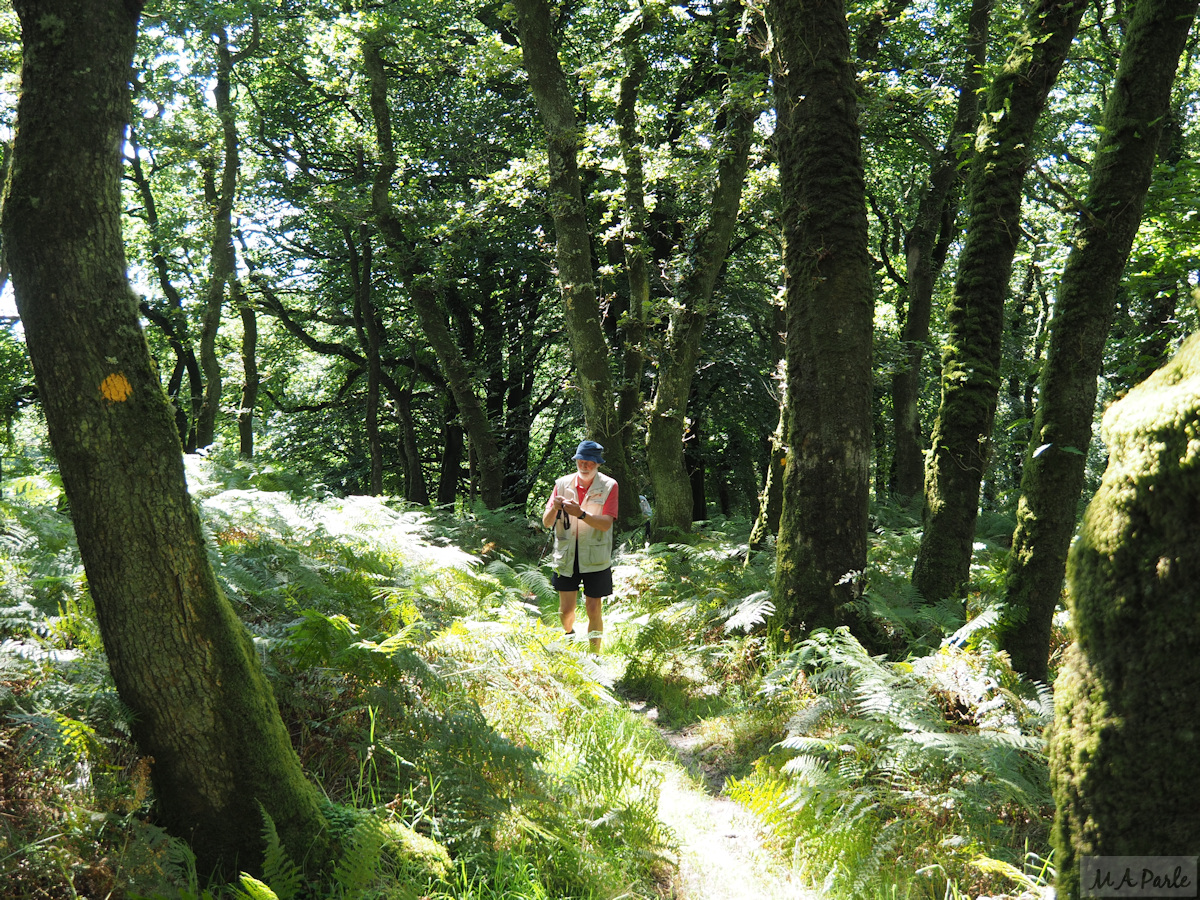 Getting lost in Burrator Woods