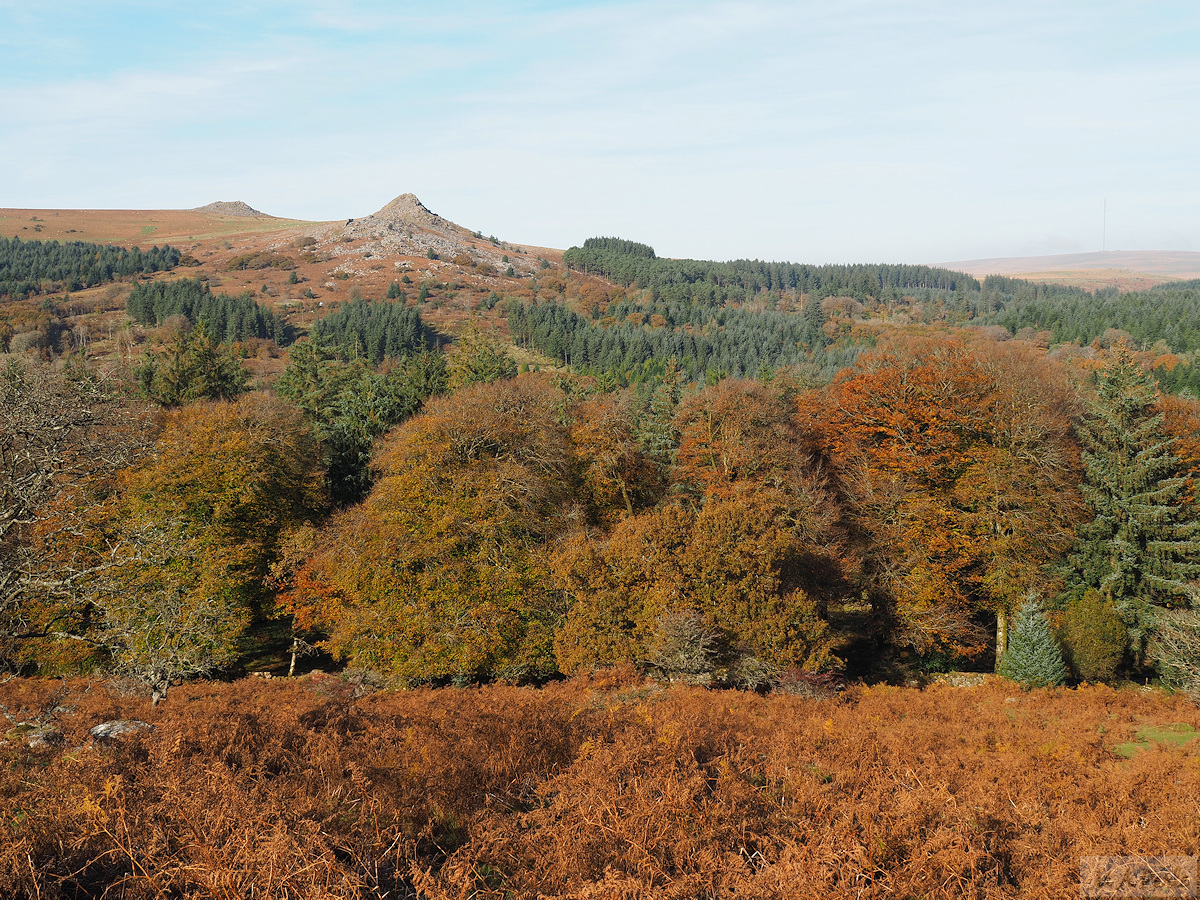 Autumn colours over Narrator Plantation