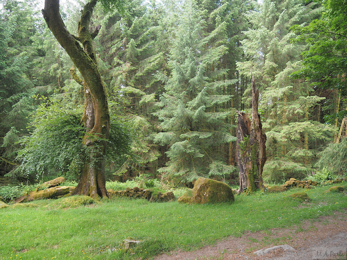 Dead trees in Middleworth Plantation