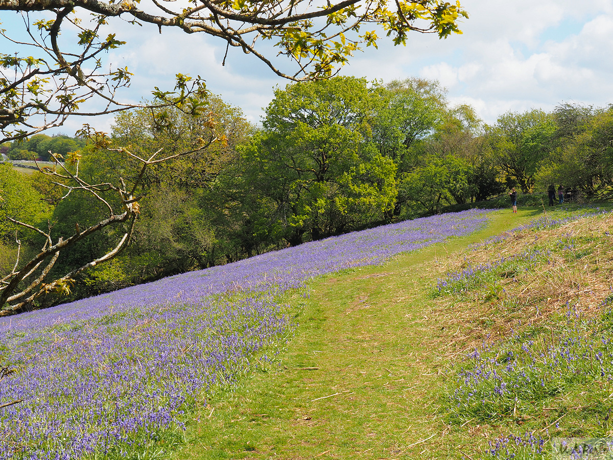 More bluebells beyond Halstock Wood