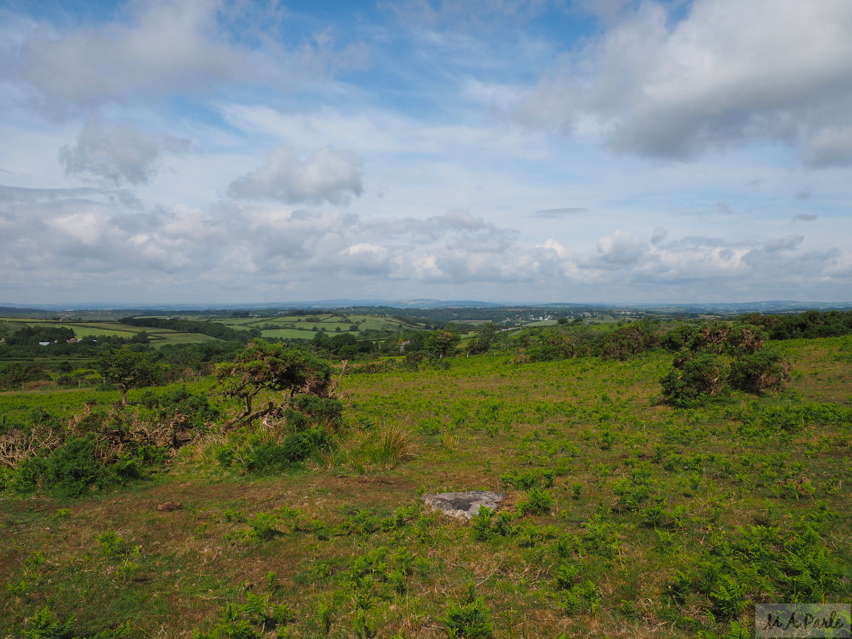 View north across Ringmoor Down from Brisworthy Plantation