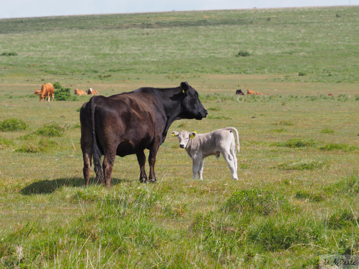 Cattle grazing