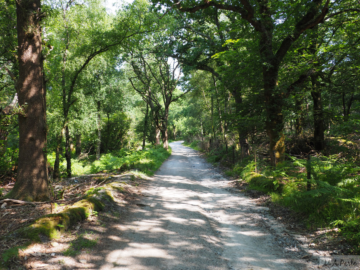 Newpark Wood