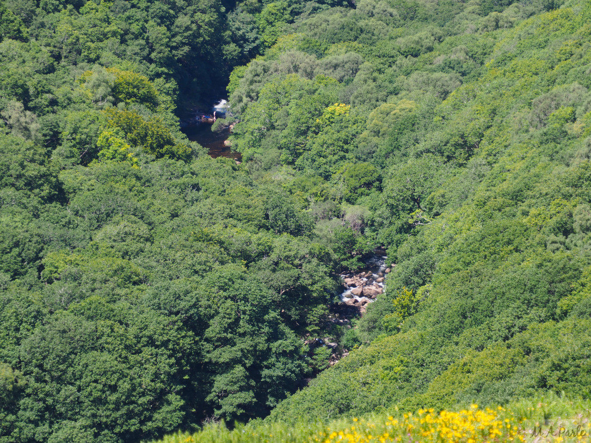 River Dart way below Dr Blackall's Drive