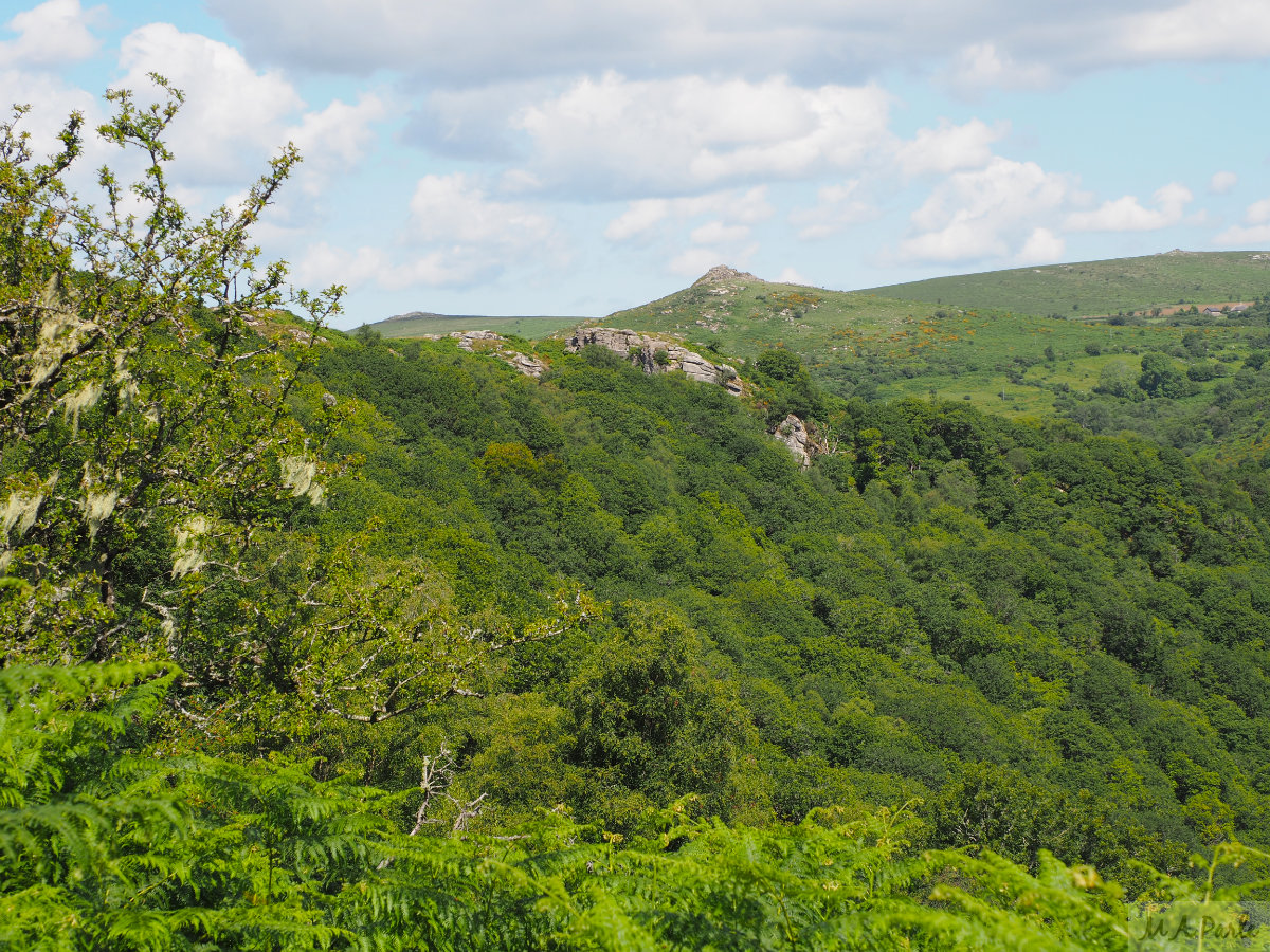 Bench Tor with Sharp Tor beyond