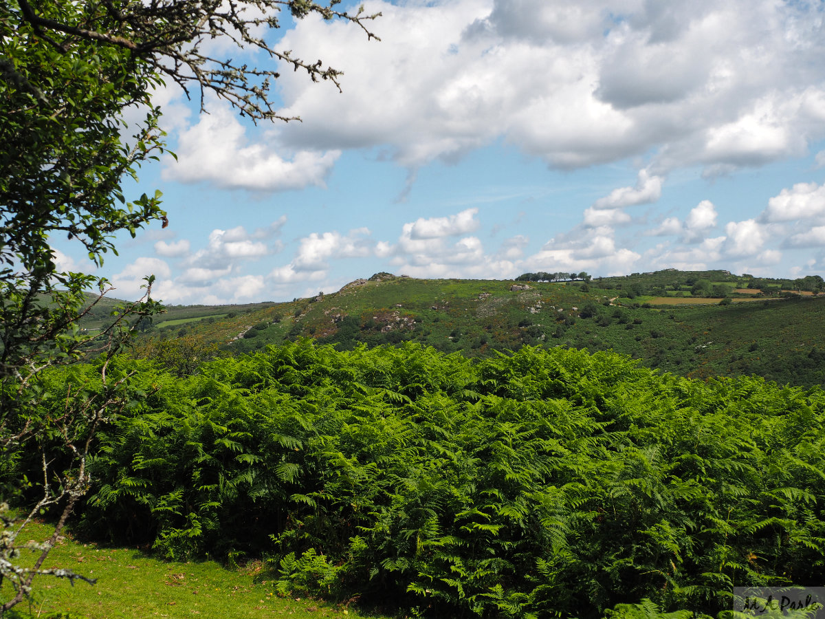 View across the Dart Valley to Mel Tor and Dr Blackall's Drive