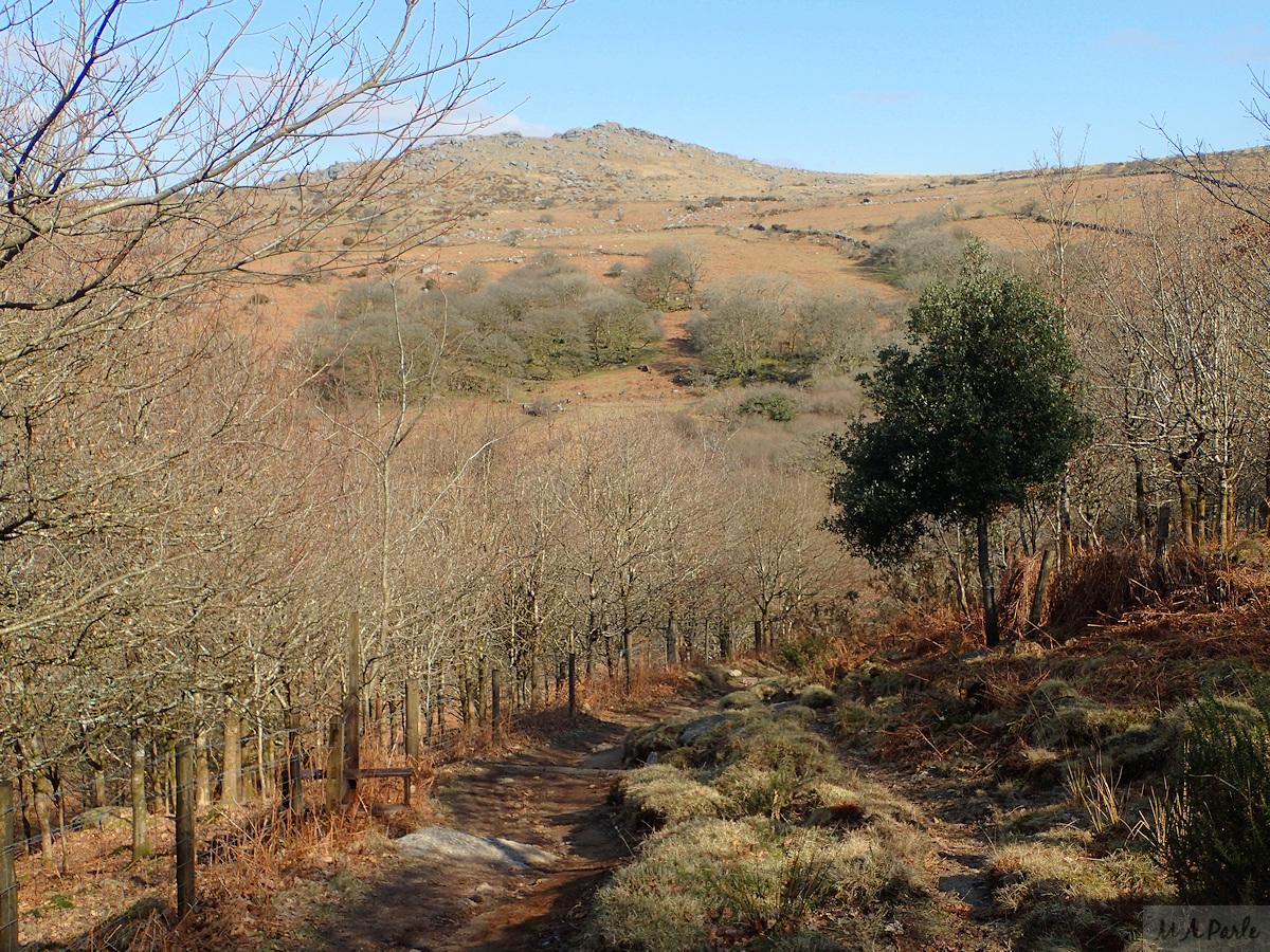 Track through Roughtor Plantation