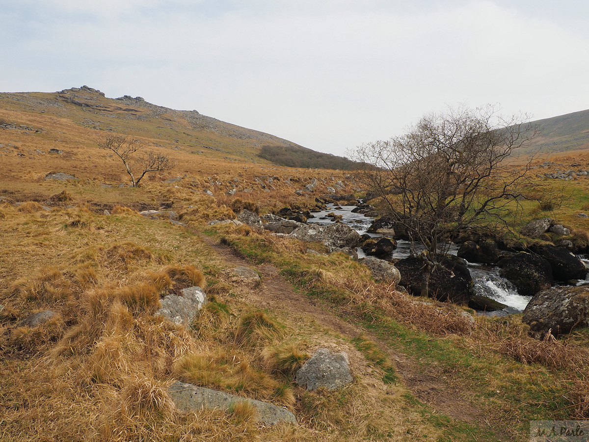 Black Tor and Black-a-tor Copse from beside the West Okement River