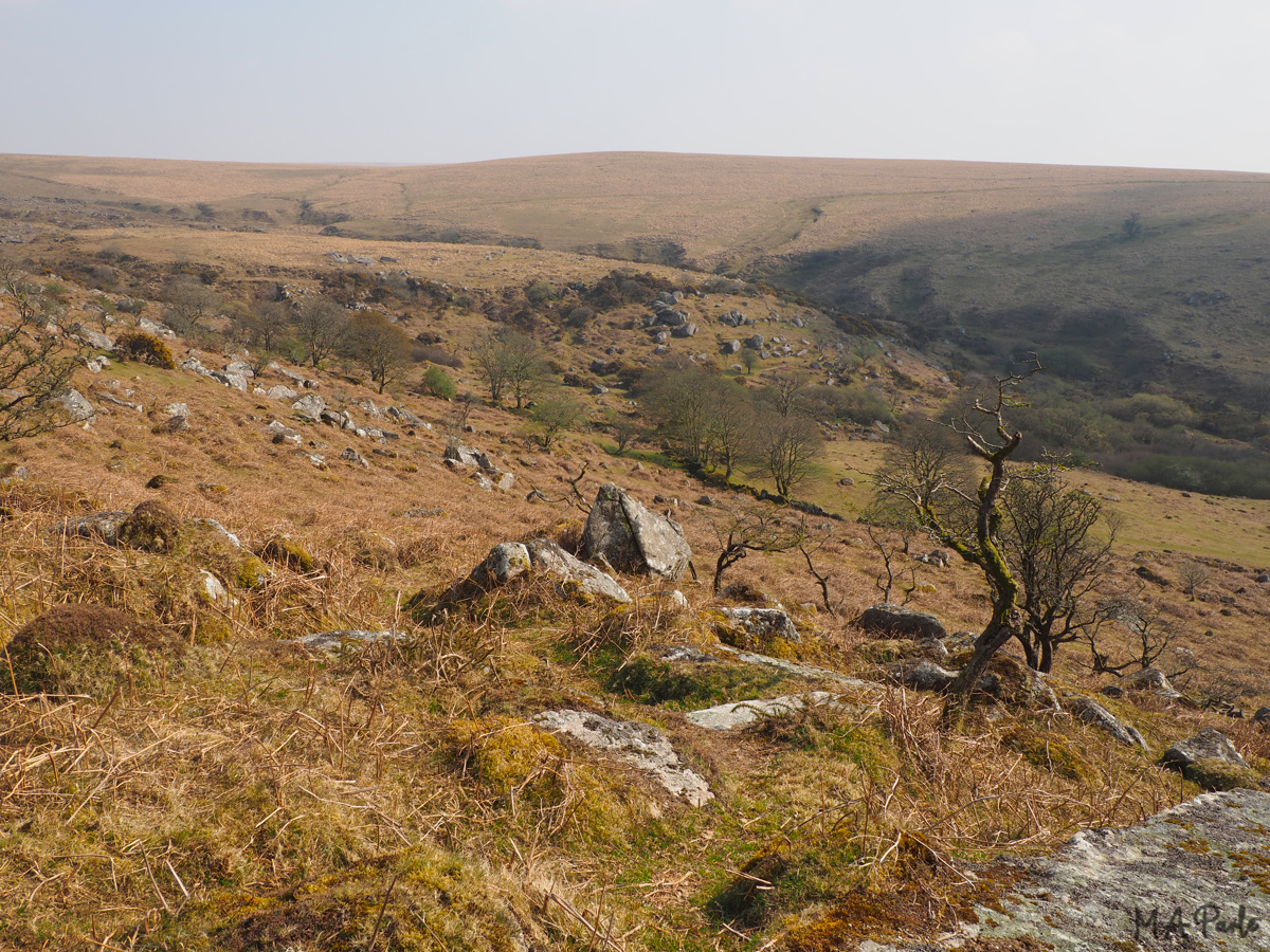 Across Narrator Brook valley