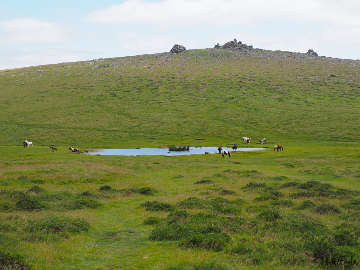 Cox Tor (Beckamoor Dip) Pond with Great Staple Tor beyond