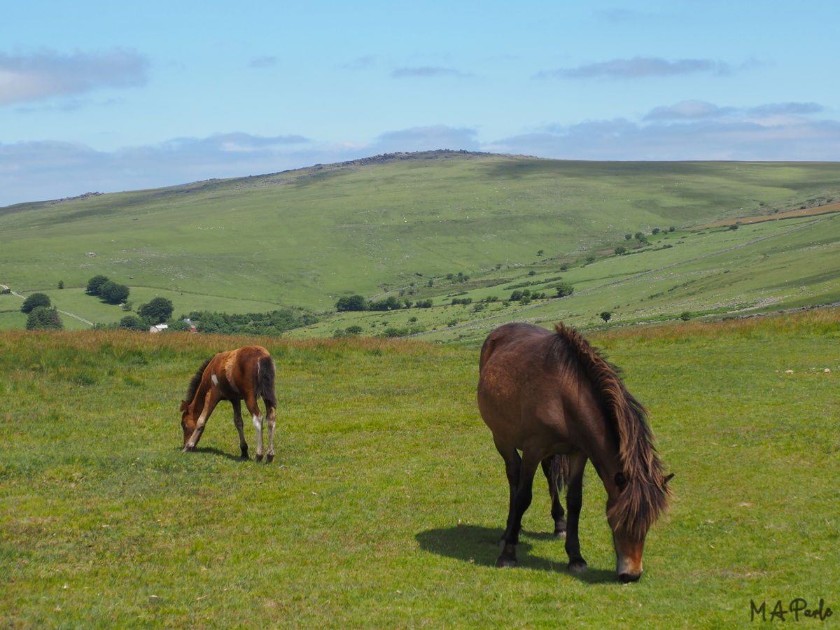 View to White Tor and and Colly Brook valley