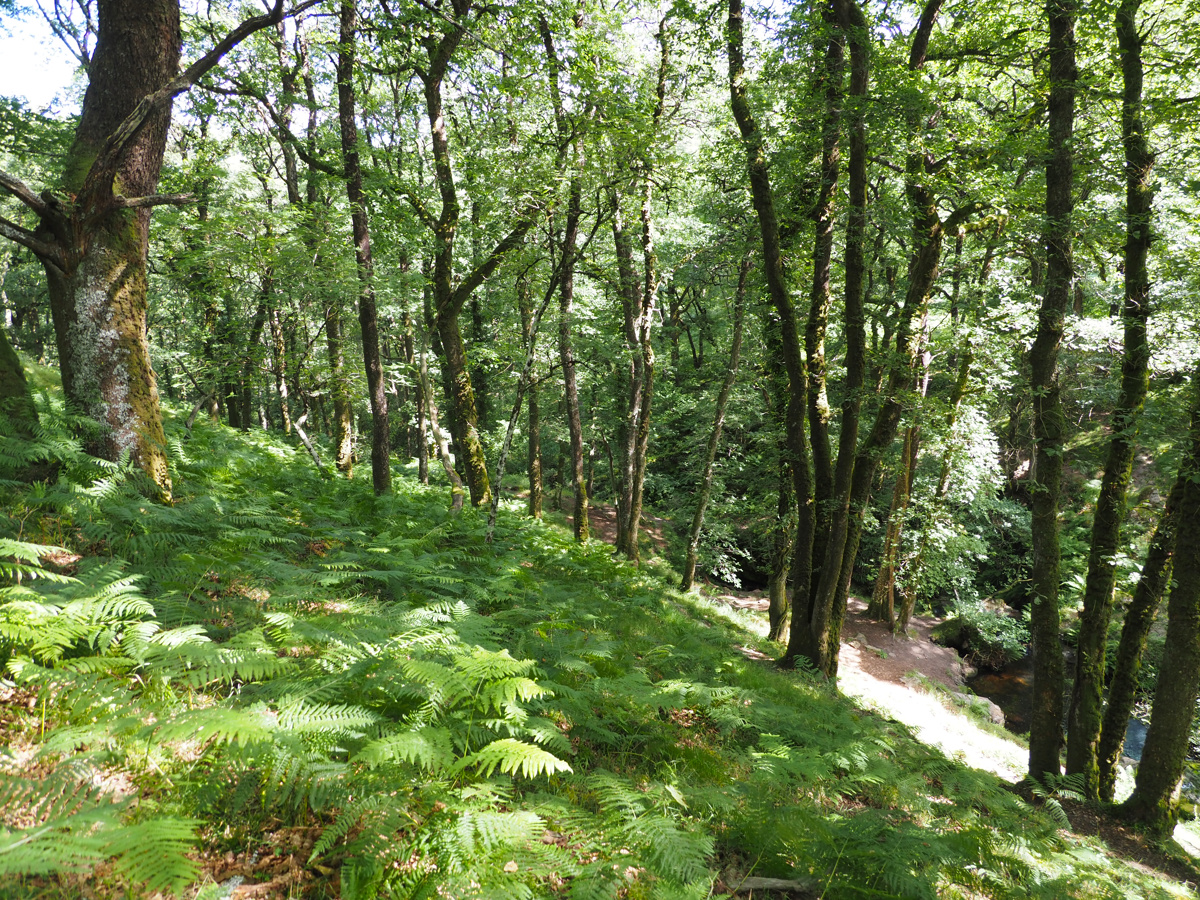 Down to Venford Brook