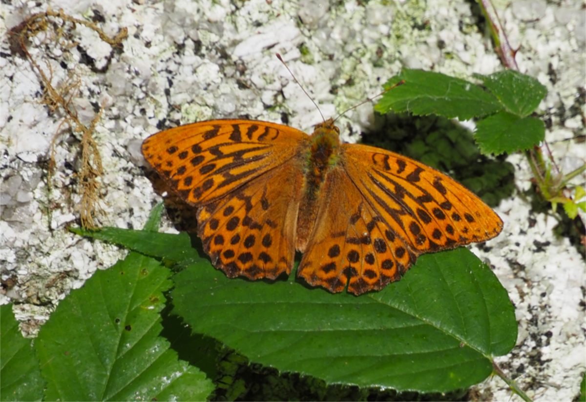 Silver-washed Fritillary Butterfly