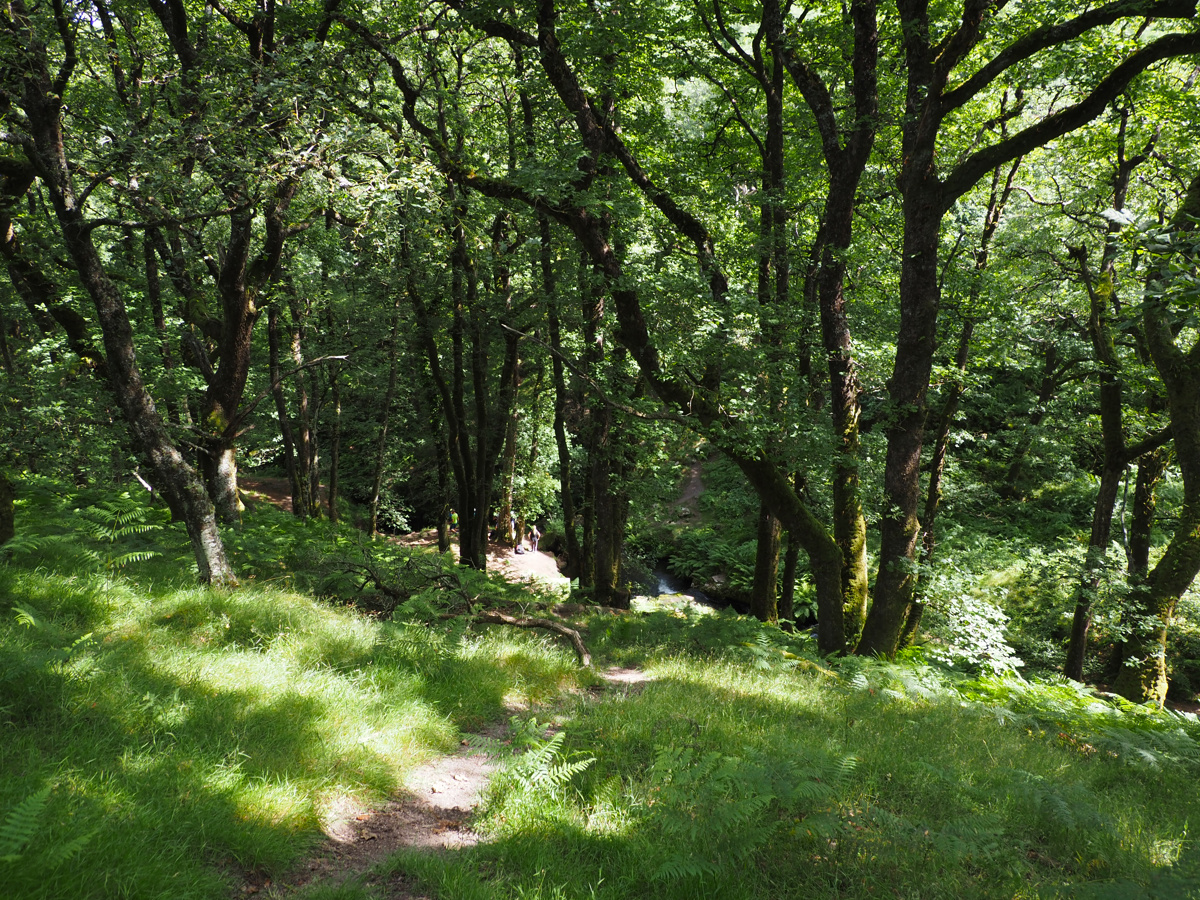 Down to Venford Brook