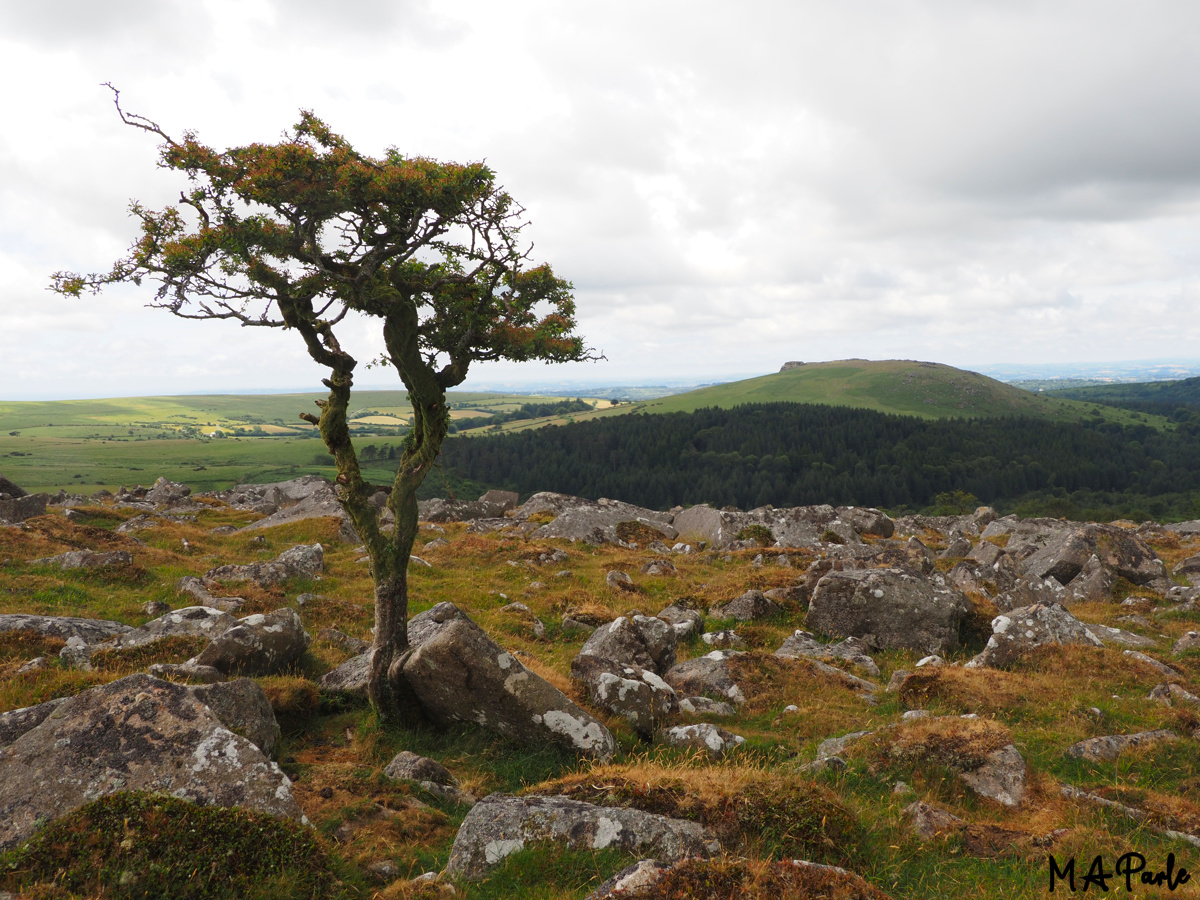 Lone Tree on Down Tor