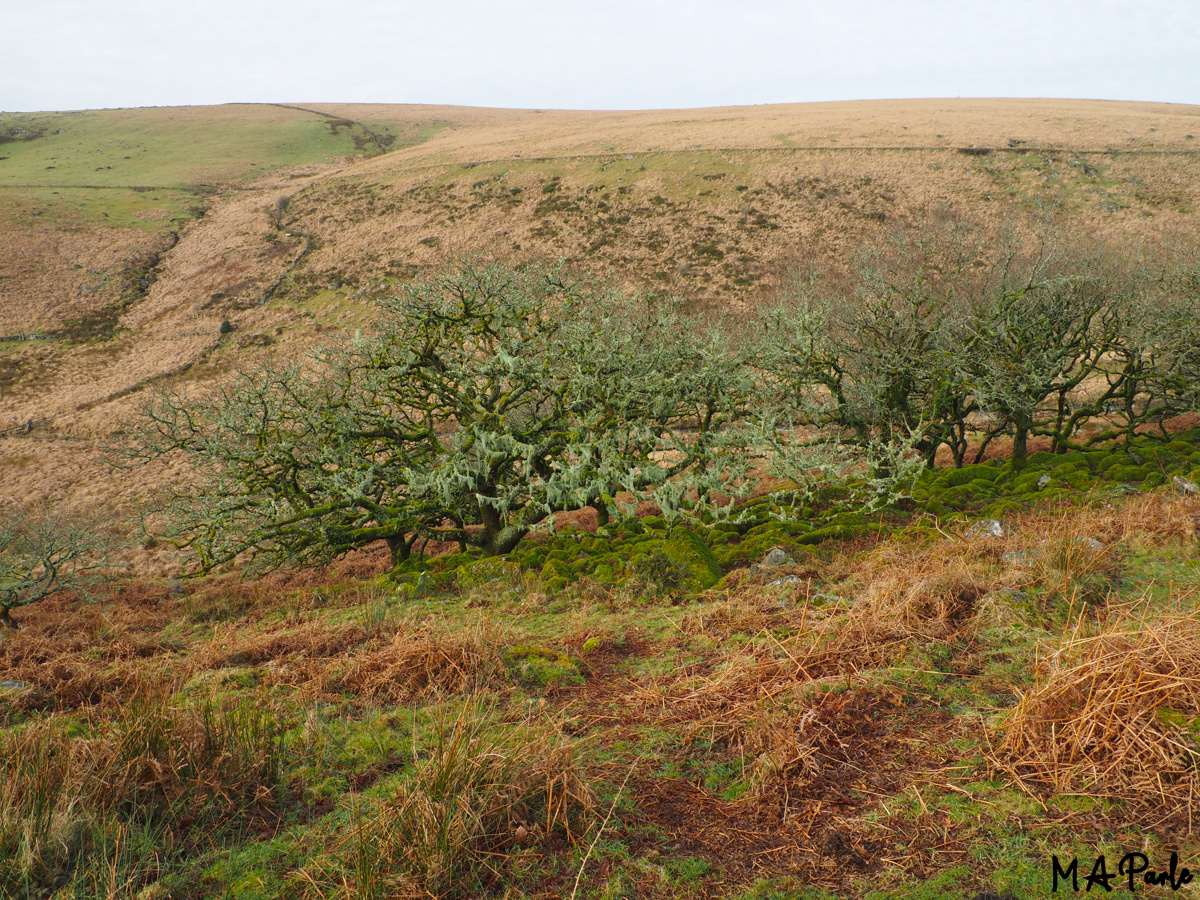 Trees with Horsehair Lichen