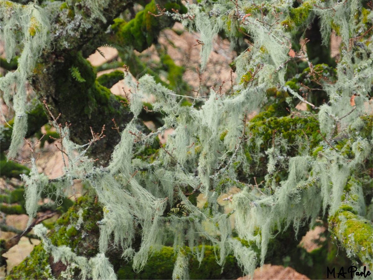 Horsehair Lichen