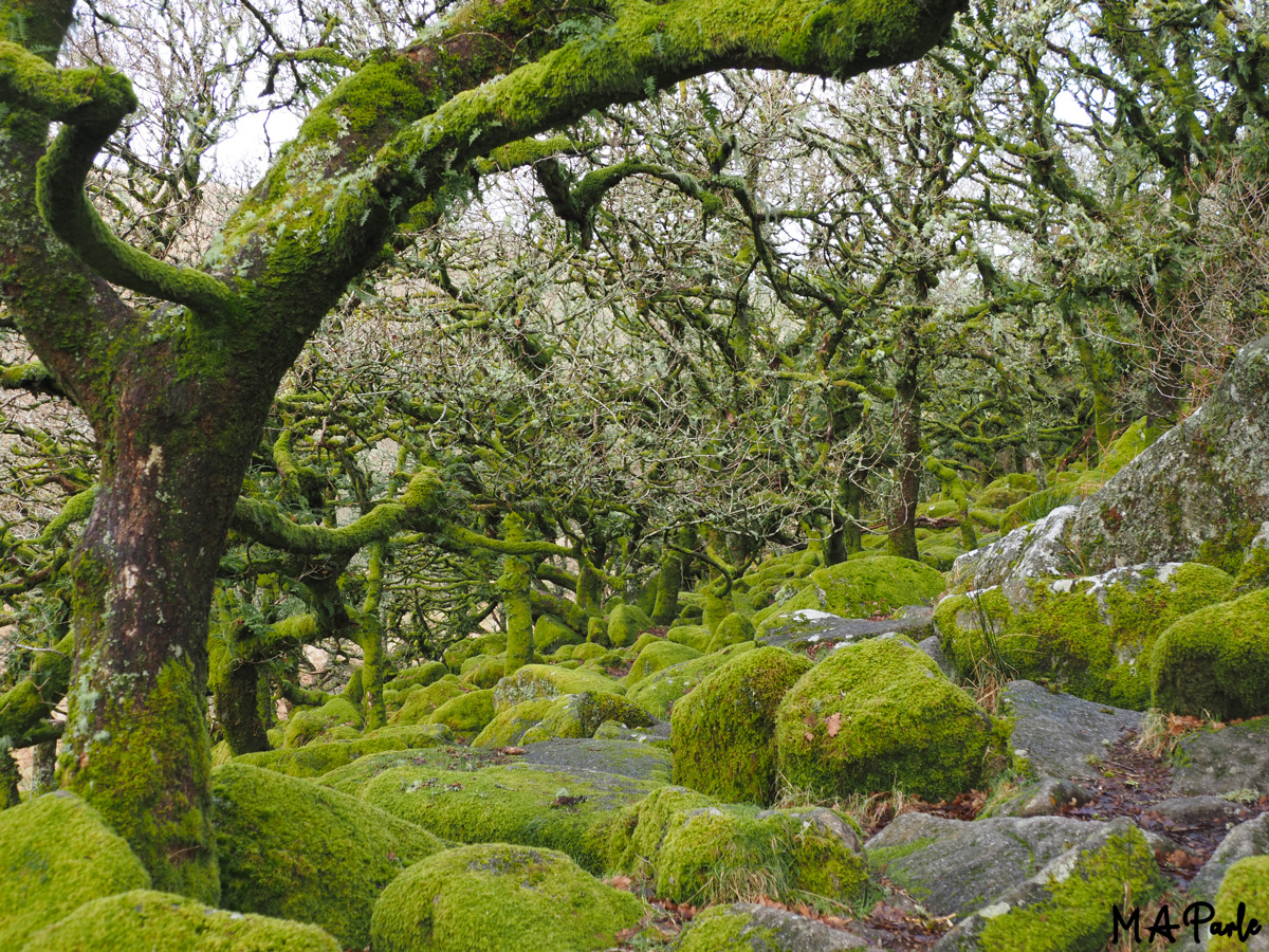 Wistman's Wood