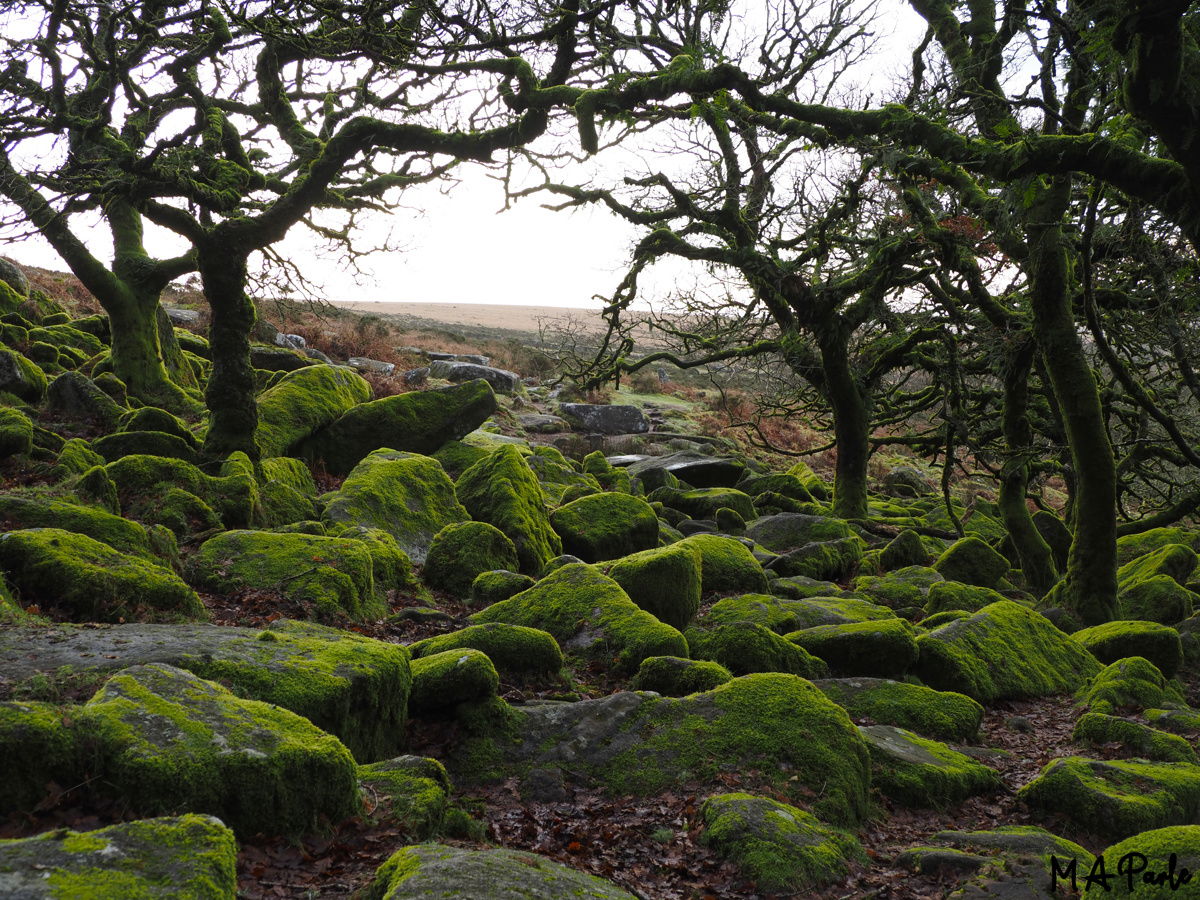 Wistman's Wood