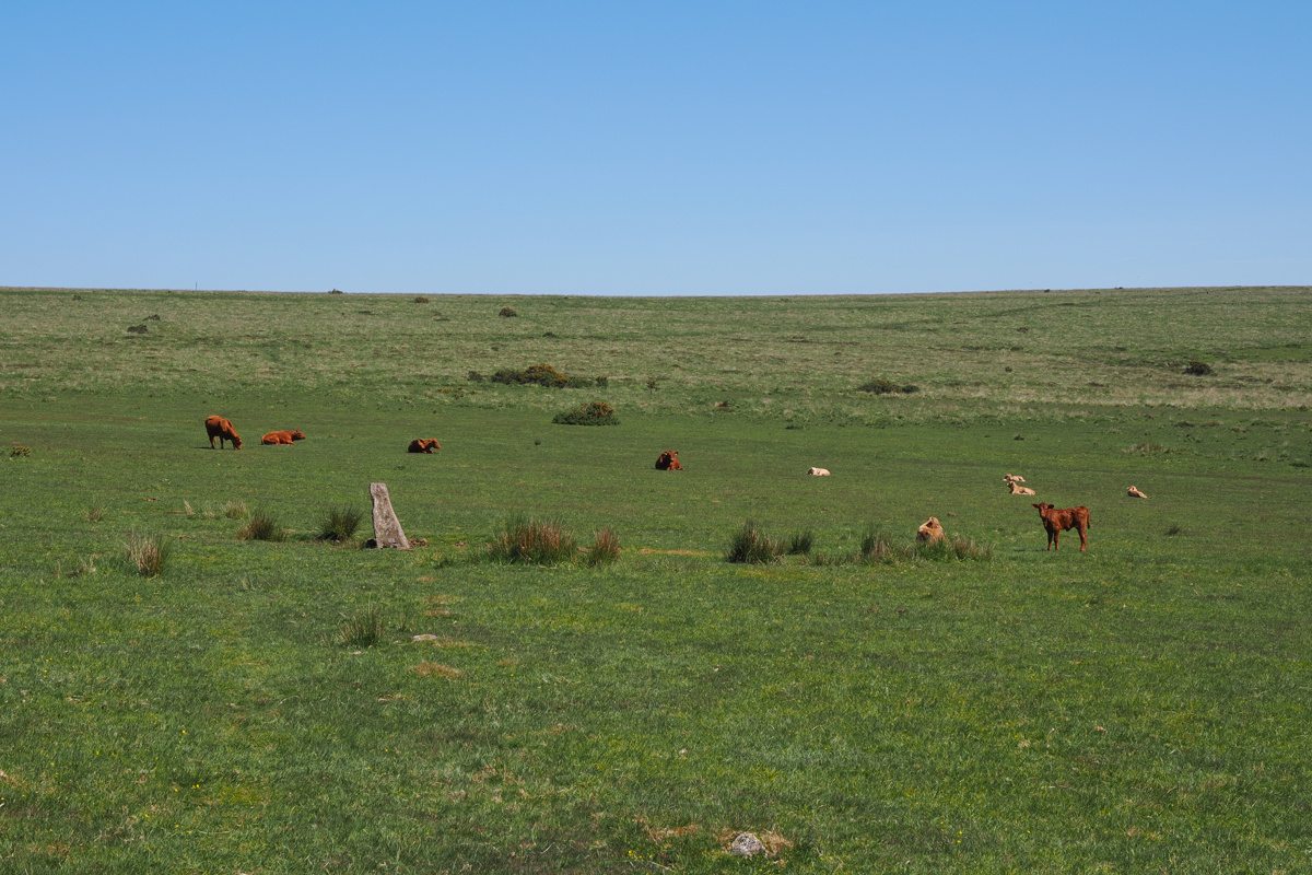 Cattle grazing on Ringmoor Down