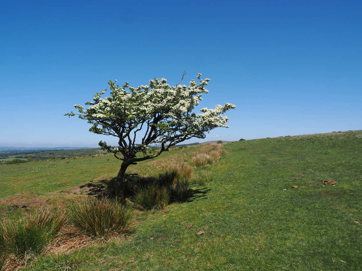 Lone tree on Ringmoor Down
